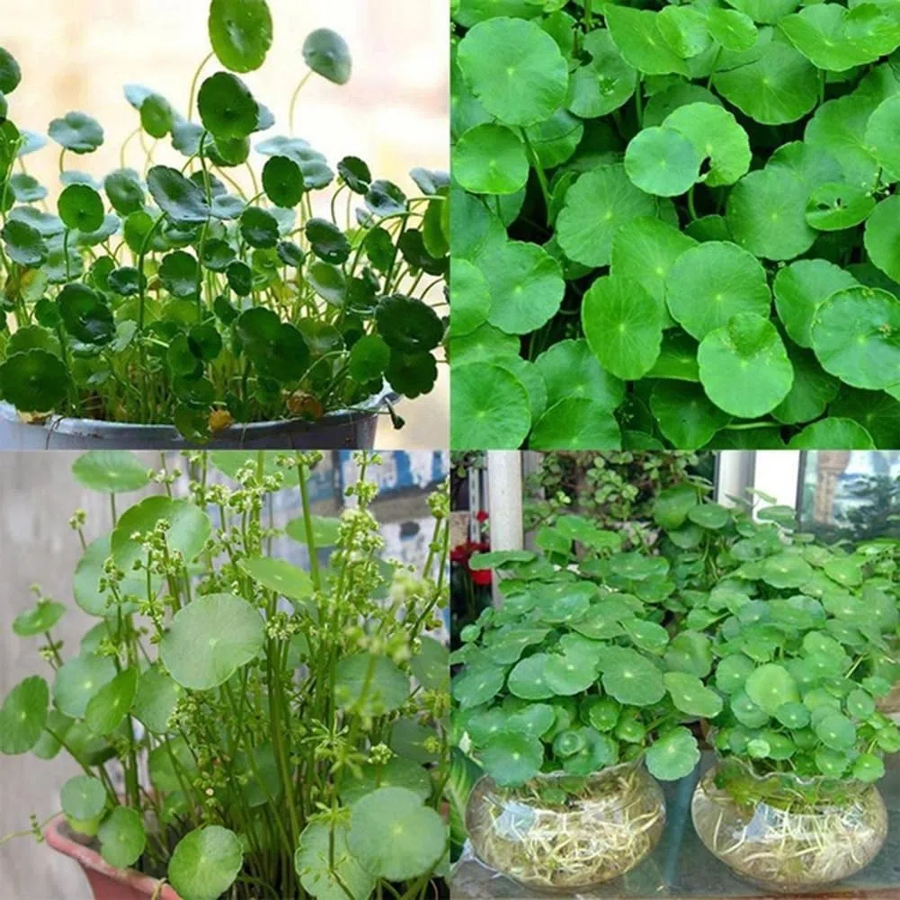 50 pièces Dichondra Pistia graines jardin étang plante piscine Aquarium réservoir décor jardinage cadeau pour hommes, femmes, enfants Graines de Dichondre