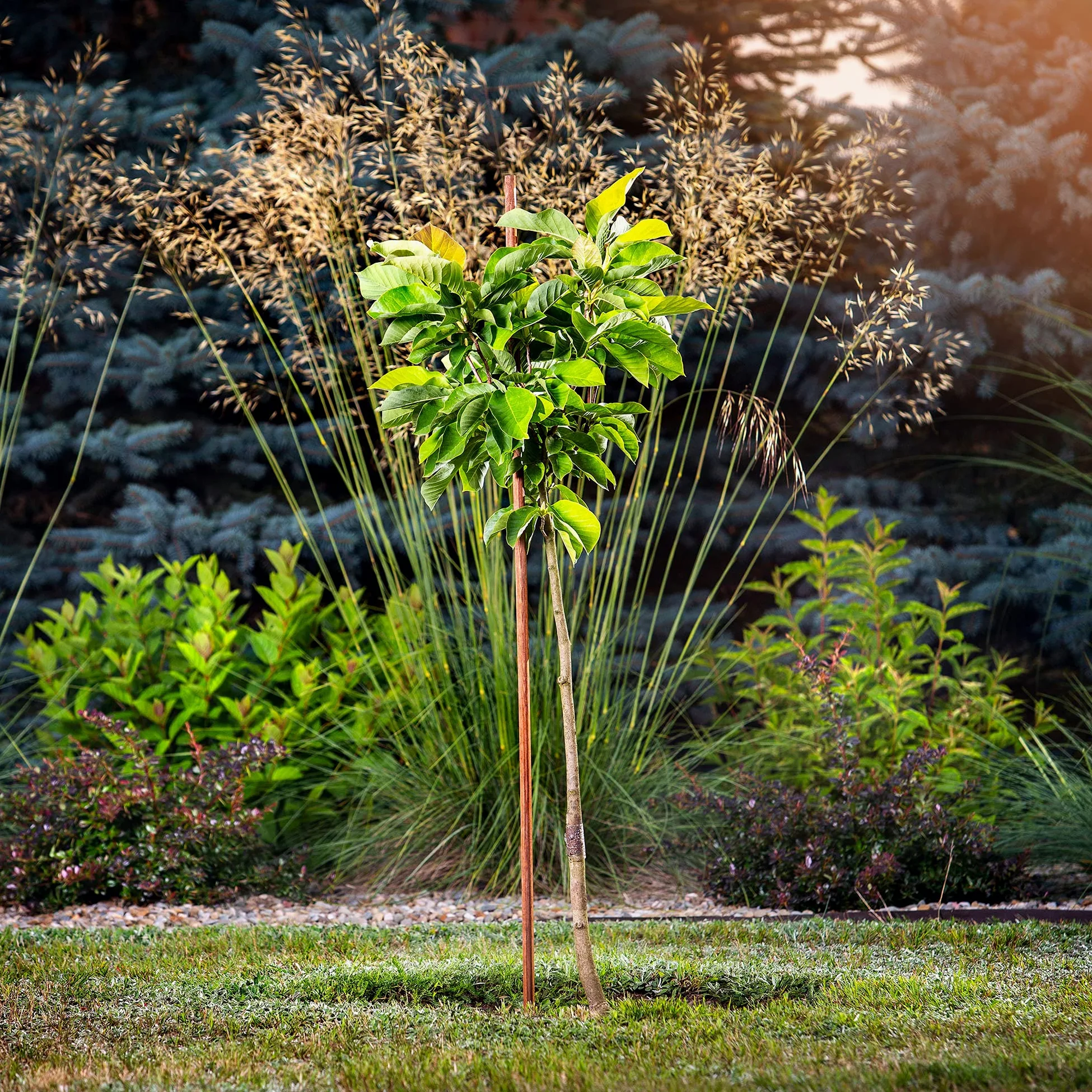 KADAX Tuteur en bois imprégné pour plantes grimpantes - Résistant aux intempéries - Tuteur pour plantes grimpantes - Tuteur de fleurs - Treillis - Piquets en bois - 5, 28 mm x 180 cm