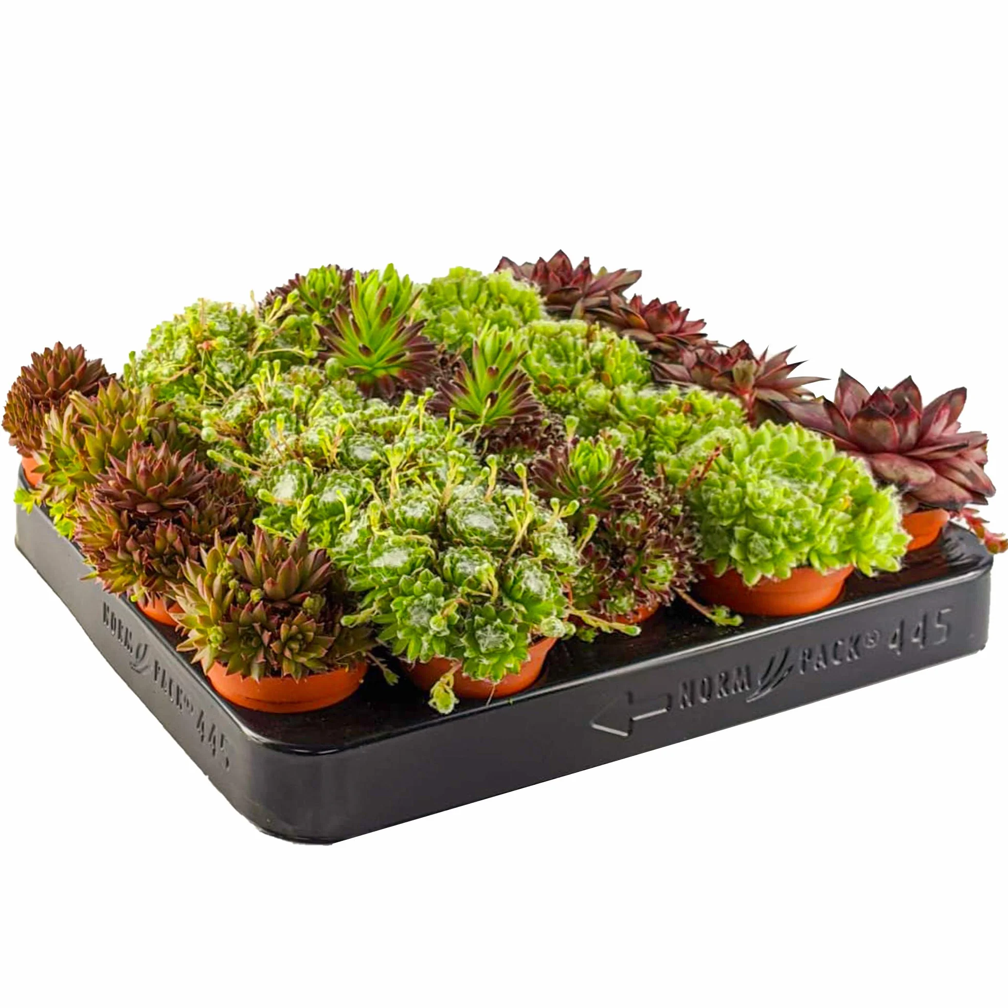 Sempervivum Mix GardenersDream - Lot de 10 Plantes Grasses - Succulentes Naturelles en Pot de 5-15 cm - Résistantes en Hiver - Plantes d'Intérieur et d'Extérieur - Décoration Intérieure Maison