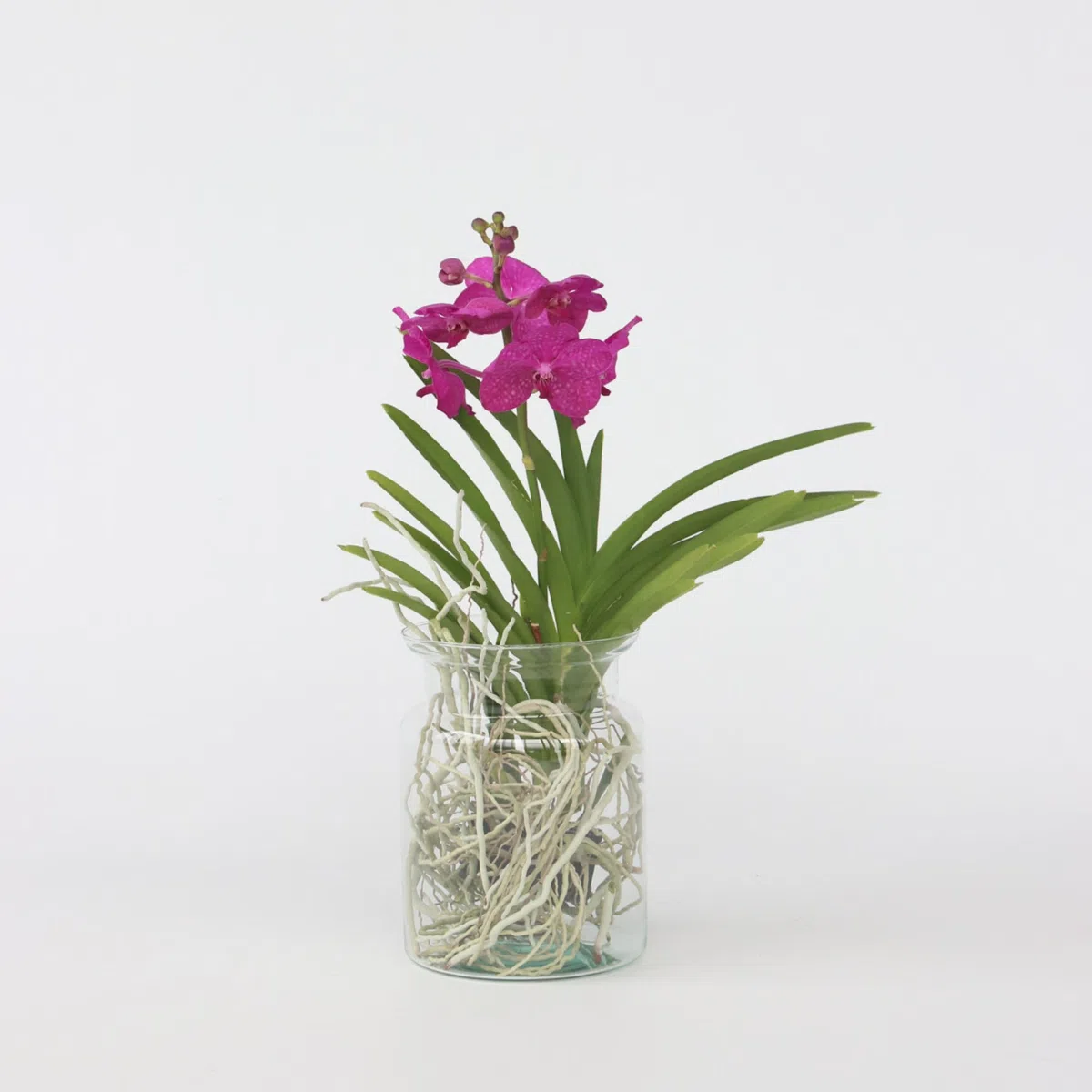 Plant in a Box - Vanda 'Bose' en vase - Orchidée - Cerise - Hauteur 45cm