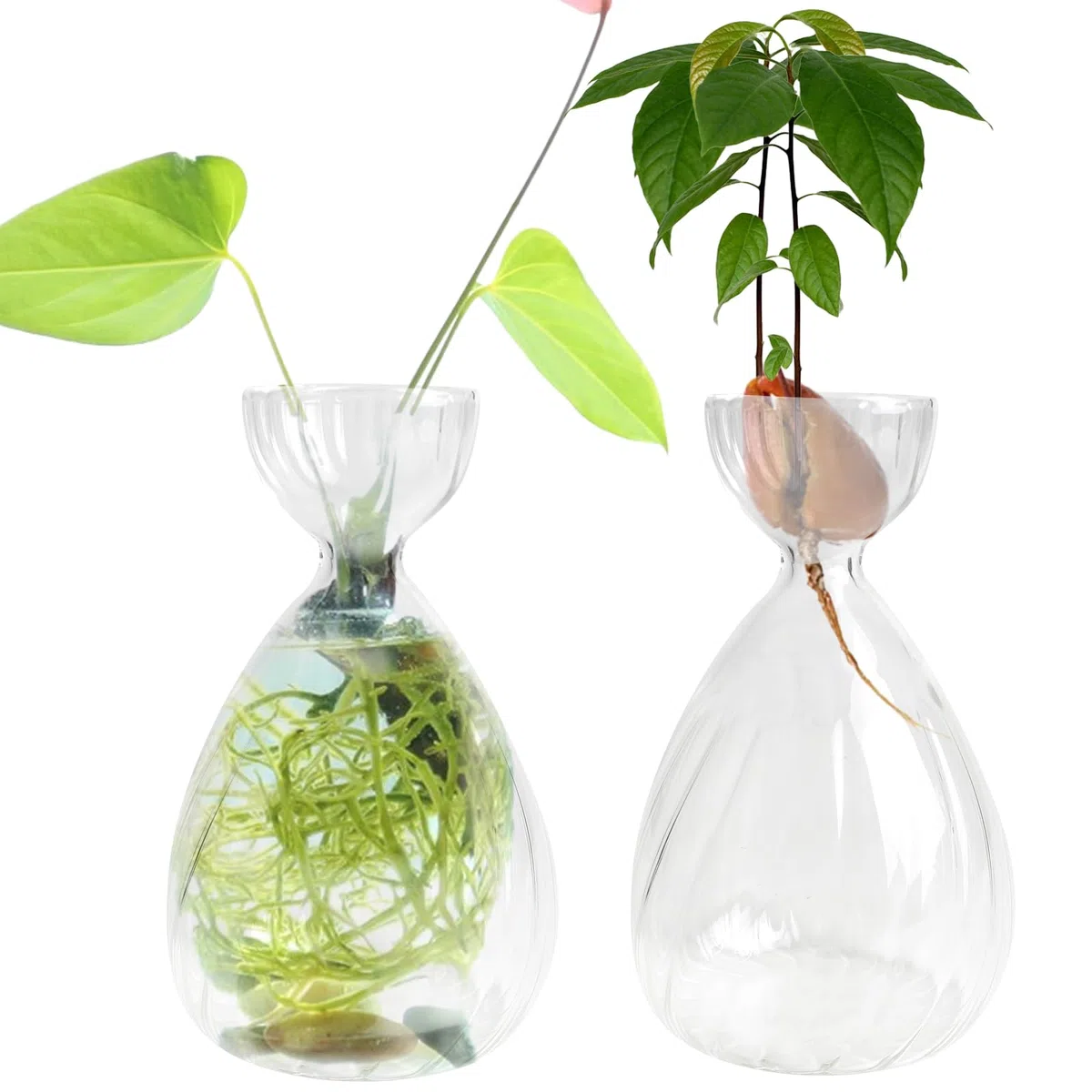 Lot de 2 pots en verre pour graines d'avocat, pots fleurs pour avocat en croissance, kit de culture d'arbre avocat en verre pour jardinage (Transparent)