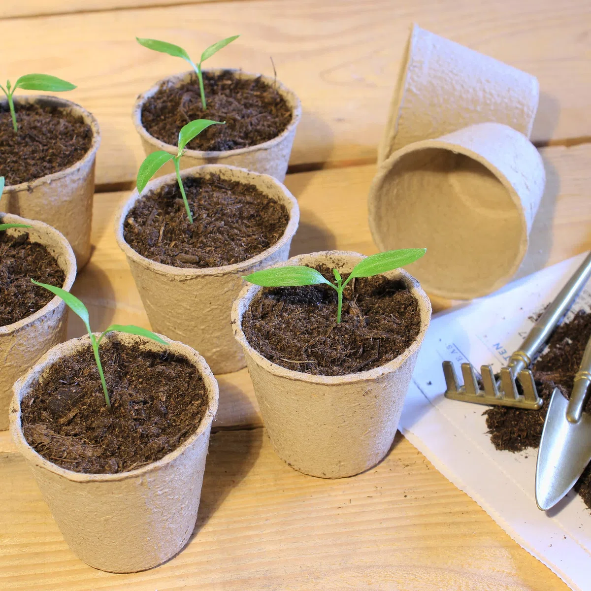 Relaxdays Godet pour semis, Lot de 80, Cellulose, HxD: 5x6 cm, Pots Ronds pour légumes, Nature