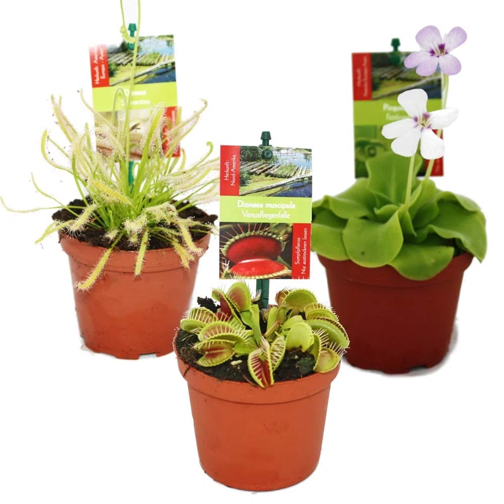 Exotenherz - Starter Set Plantes carnivores - 3 plantes