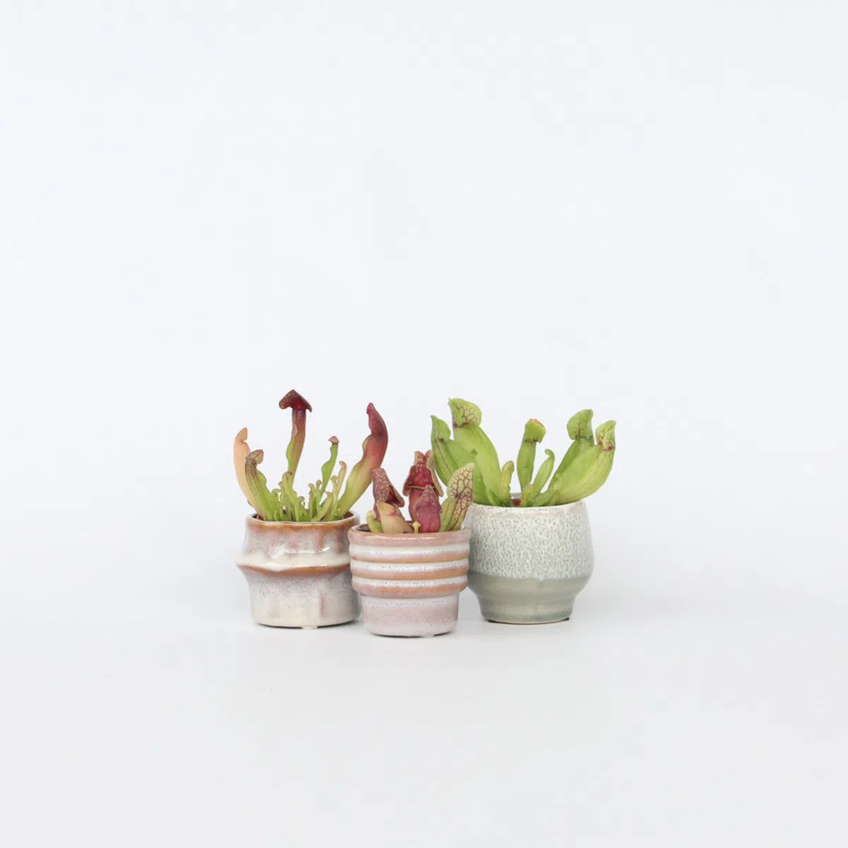 Plant in a Box - Sarracenia purpurea - Lot de 3 - Sarracénie pourpre - Plante carnivore - Pot 5,5cm - Hauteur 10cm