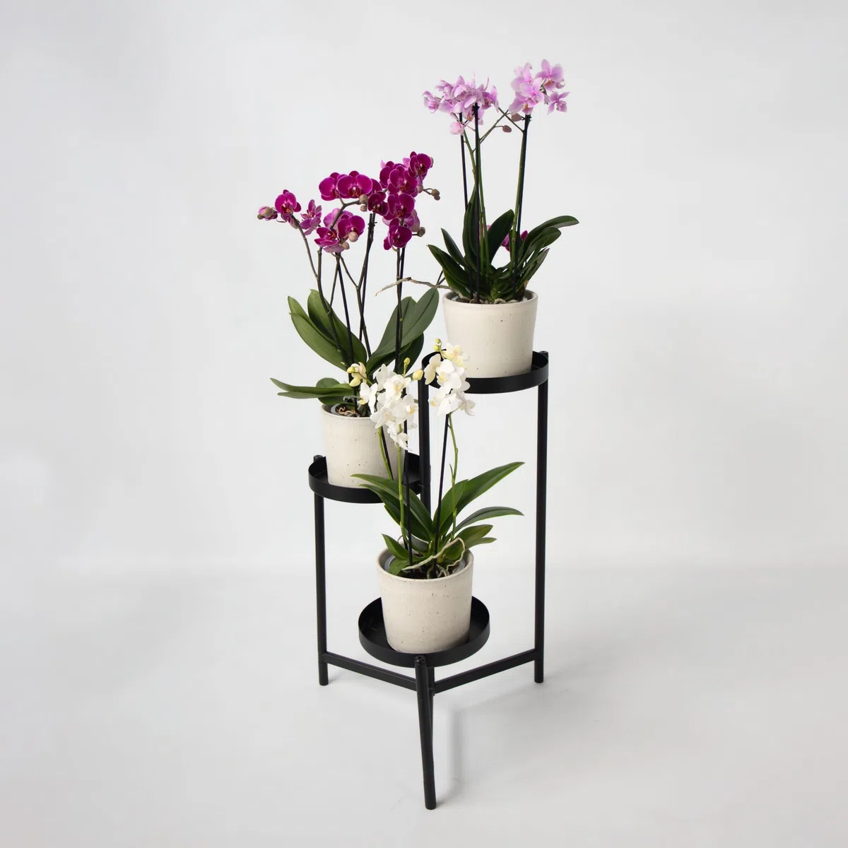 Plant in a Box - Orchidée Phalaenopsis - Lot de 3 - Phalaenopsis Multiflora - Hauteur 35-45cm - Pot 12cm - Plante d’intérieur fleurie - Compatible avec les chats