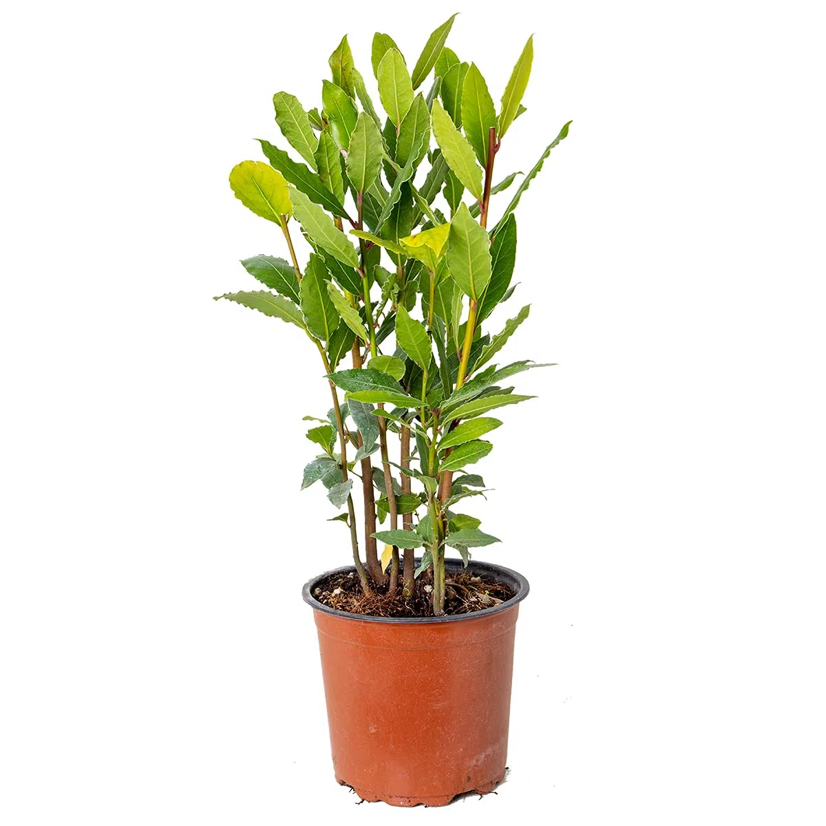 Bloomique - Laurus Nobilis - Laurier-sauce - Plantes de jardin - Rustique - Hauteur 40-50 cm - Pot 15 cm