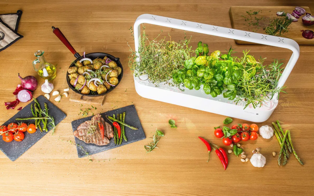 Click & Grow Lot de 3 Recharge pour jardinière