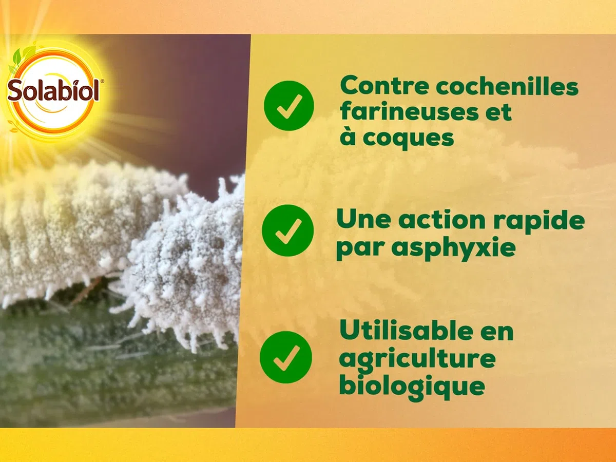 SOLABIOL Anti Cochenilles - 500ml - 25L De Solution - Élimine Oeufs Larves & Adultes - Effets Rapides En 24/48H - Utilisable En Agriculture Biologique SOCOC500