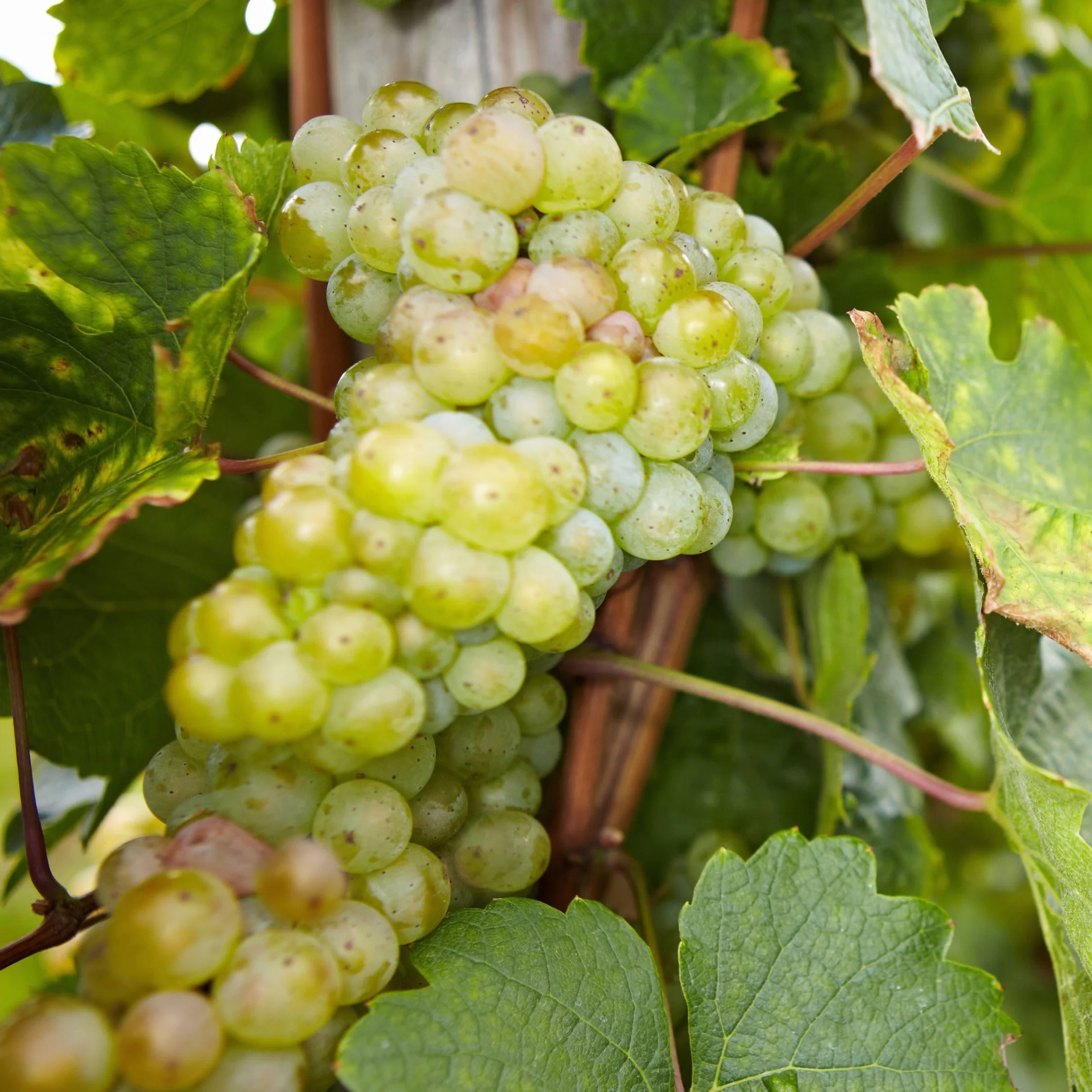 Plant in a Box - Plants de raisin - Mélange de 3 - Vitis Vinifera - Vigne 'Cabernet franc', 'pinot gris', 'Chardonnay' - Pot 9cm - Hauteur 25-40cm