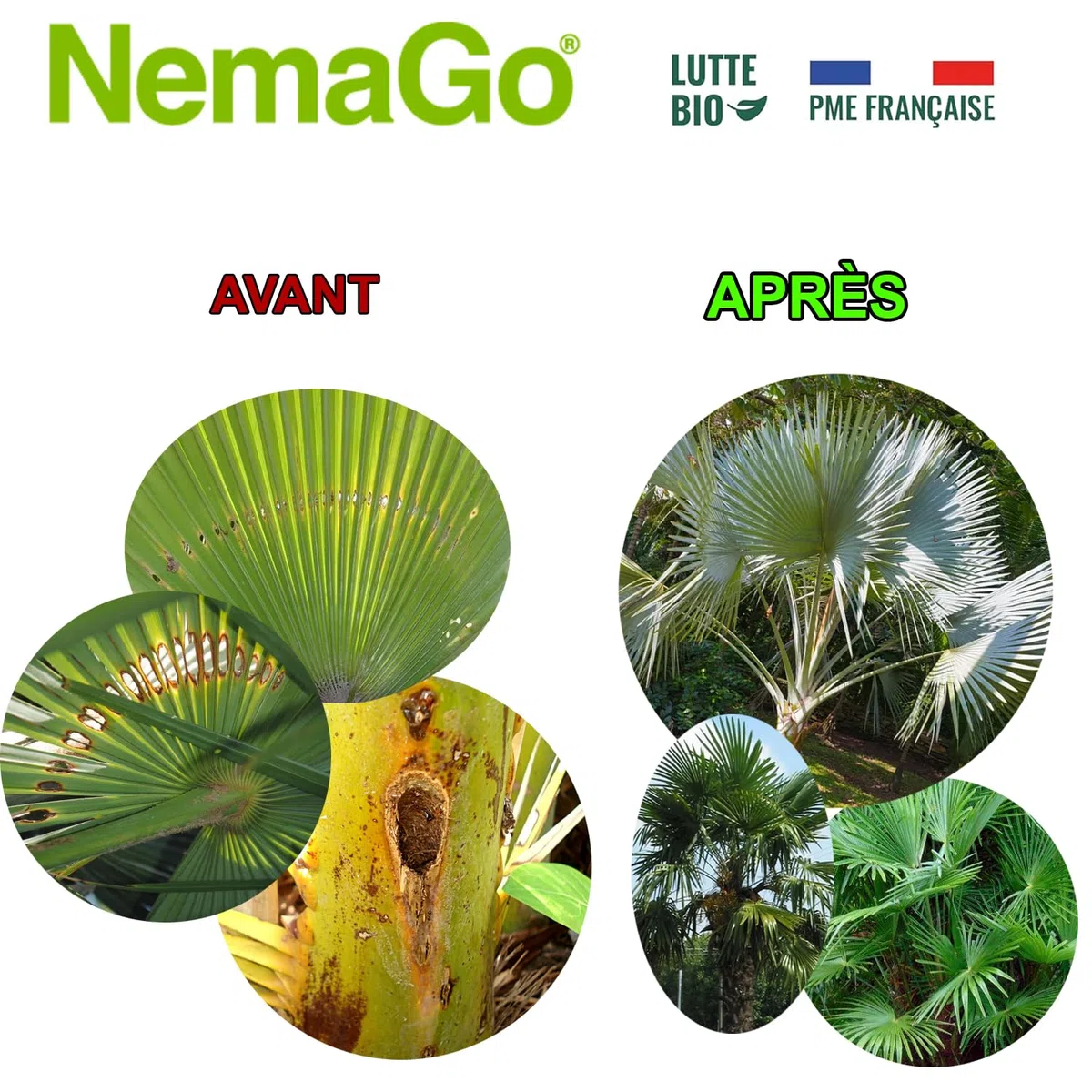 Nématodes Traitement contre le Papillon du Palmier et le Charançon Rouge - Traiter 2 à 6 Palmiers - Lutte biologique - Anti vers et larves