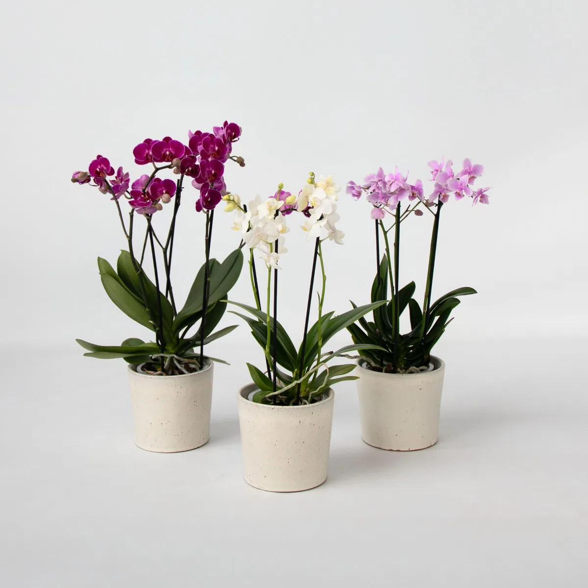 Plant in a Box - Orchidée Phalaenopsis - Lot de 3 - Phalaenopsis Multiflora - Hauteur 35-45cm - Pot 12cm - Plante d’intérieur fleurie - Compatible avec les chats