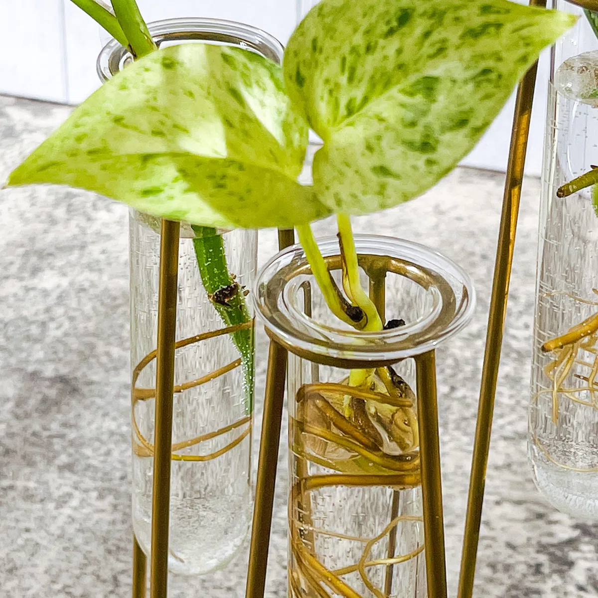 Kate Aspen Station de Propagation terrariums avec Support en métal doré – 3 Tubes à essai en Verre pour Plantes d'intérieur