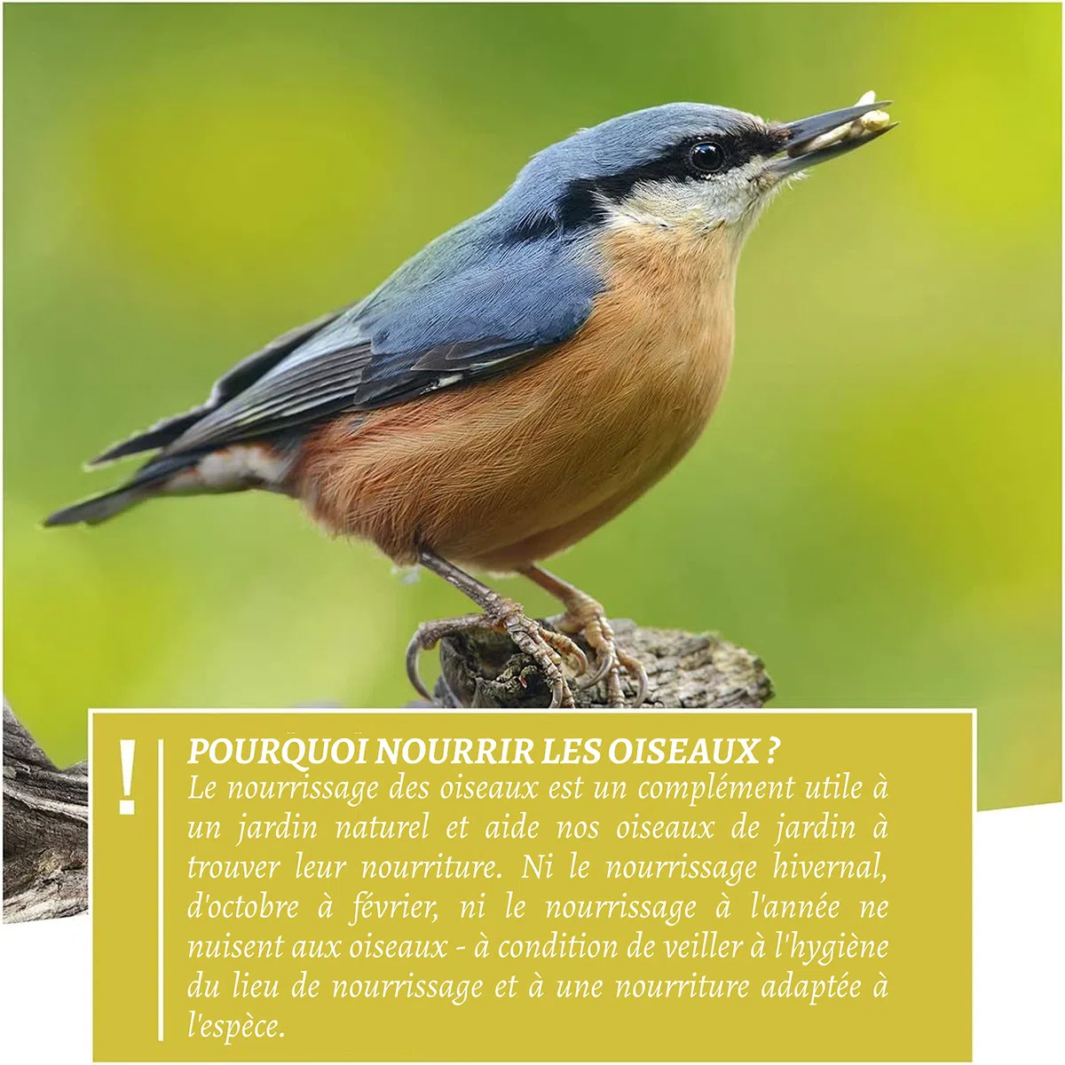 Rêve d'Oiseau - Graines pour Oiseaux Sauvages sans Blé, Nourriture Vivaces Extérieur (2,5kg)