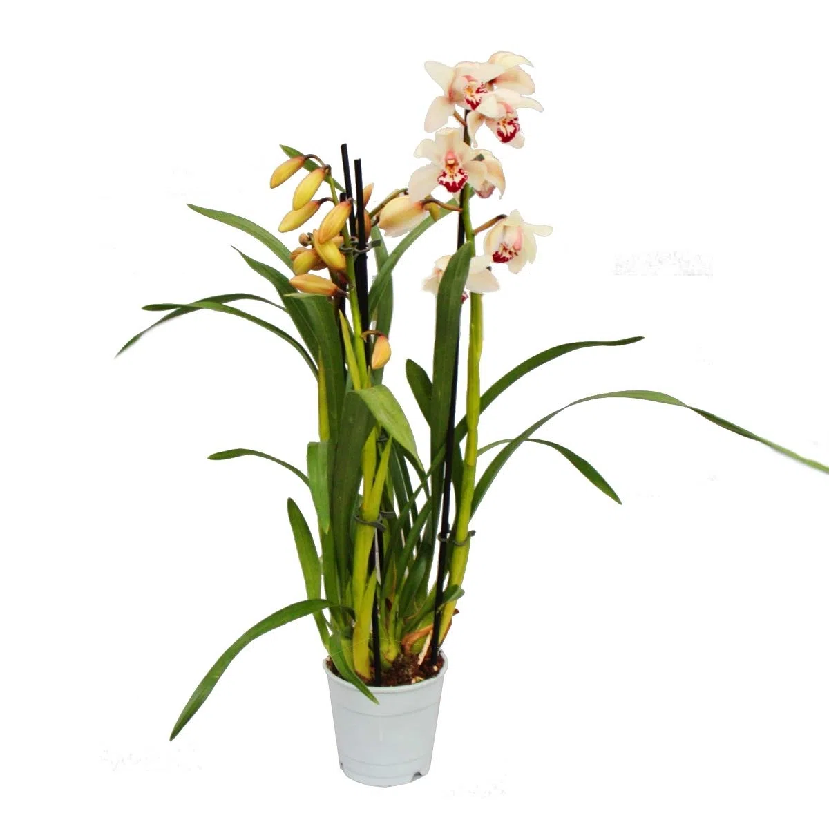 Cymbidium Orchidee - Kahnorchidee - L'orchidée pour chambres froides crème
