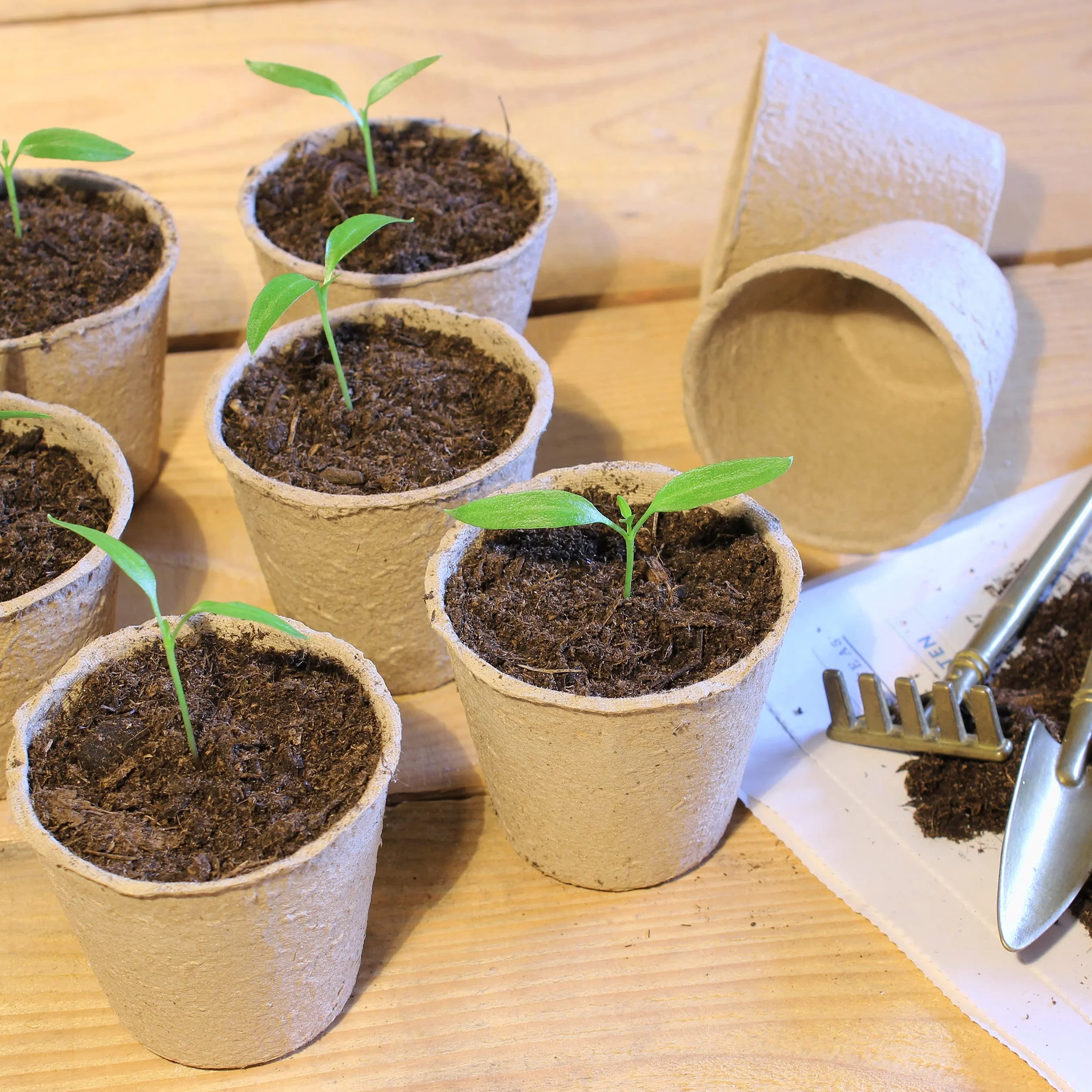 Relaxdays Pot Jardinage en Set, biodégradable, pour Plantes, Rond, 240 pièces, Cellulose, diamètre : 6 cm, Beige