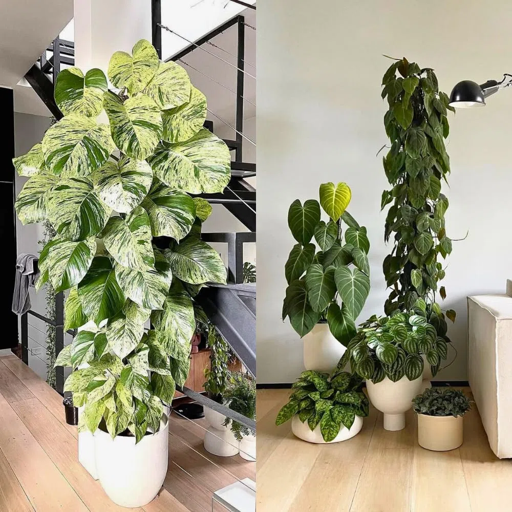 tuteur en sphaigne pour Monstera - Lot de 5 Tuteurs 39 x 6 cm Extensibles en Mousse de sphaigne - Idéal pour Monstera deliciosa et aroïdes - Supports en Mousse pour Plantes grimpantes