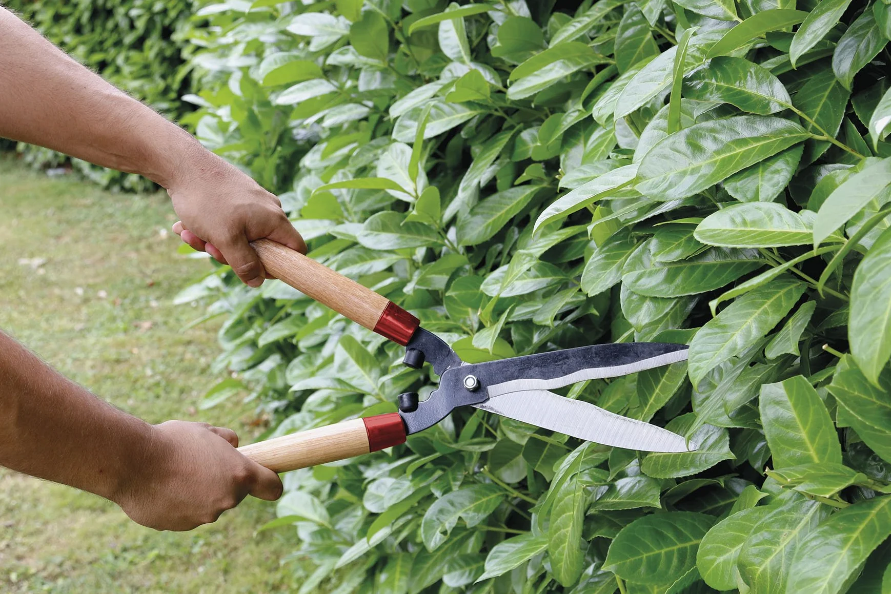 Sécateurs et ciseaux de jardinage, Cisailles à haies - Cisaille à haie 510mm / Lames ondulées - Pour la tailles de haies irrégulières ou à bois dur - Manche bois