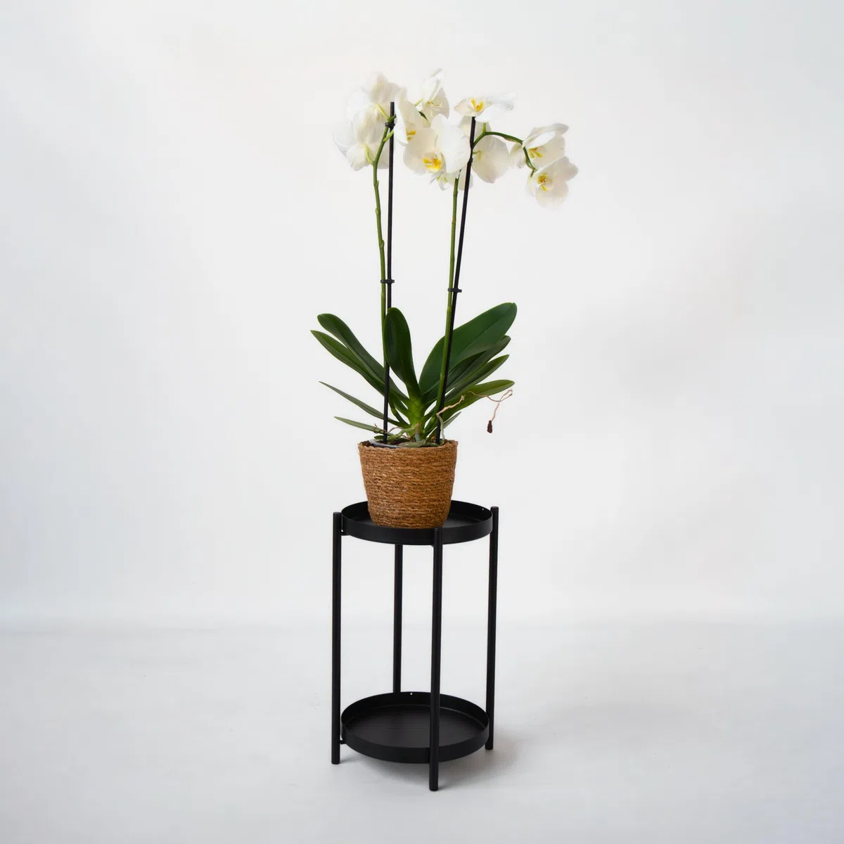 Plant in a Box - Orchidée papillon - Phalaenopsis dans panier décoratif - Hauteur 50-60cm - Pot 12cm - Plante d’intérieur fleurie - Adaptée aux chats