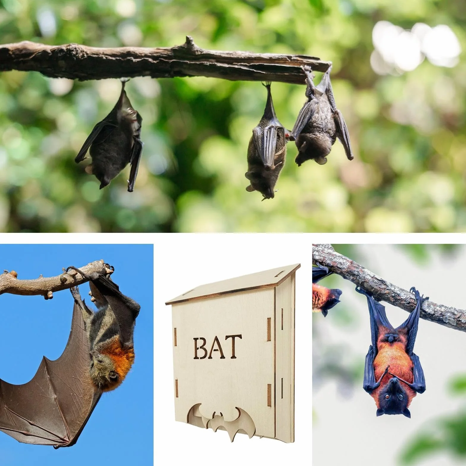 Maison Pour Chauves-souris, Habitat Extérieur En Bois | Abri De Jardin Pour Chauves-souris – Es Abris Extérieurs Pour CPour Jardiniers, Propriétaires, Amoureux De La Nature, Etc.