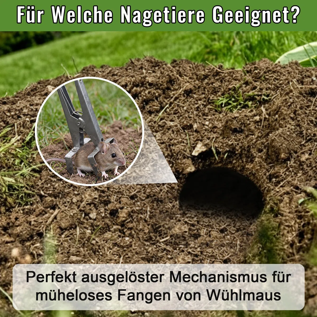 Enhon Piège à campagnols 5 pièces avec chaîne - Pointu et réutilisable - Piège à campagnols à Clips - Capture Double Face | Piège à campagnols Efficace pour Jardin et pelouse