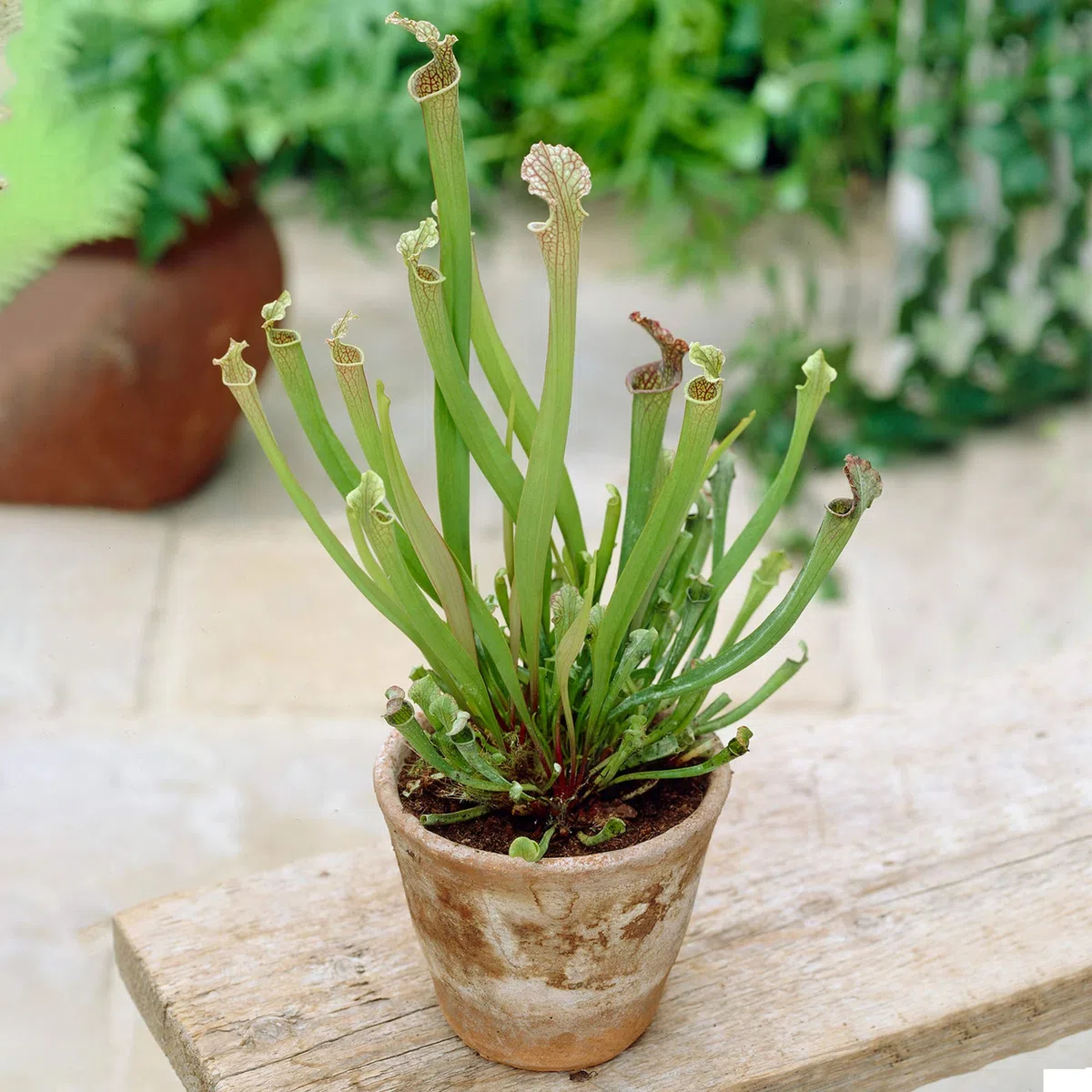 Sarracenia Smoorii | Meilleure plante de pichet d'intérieur | Vente de plantes tue-mouches en pot de 25-35 cm