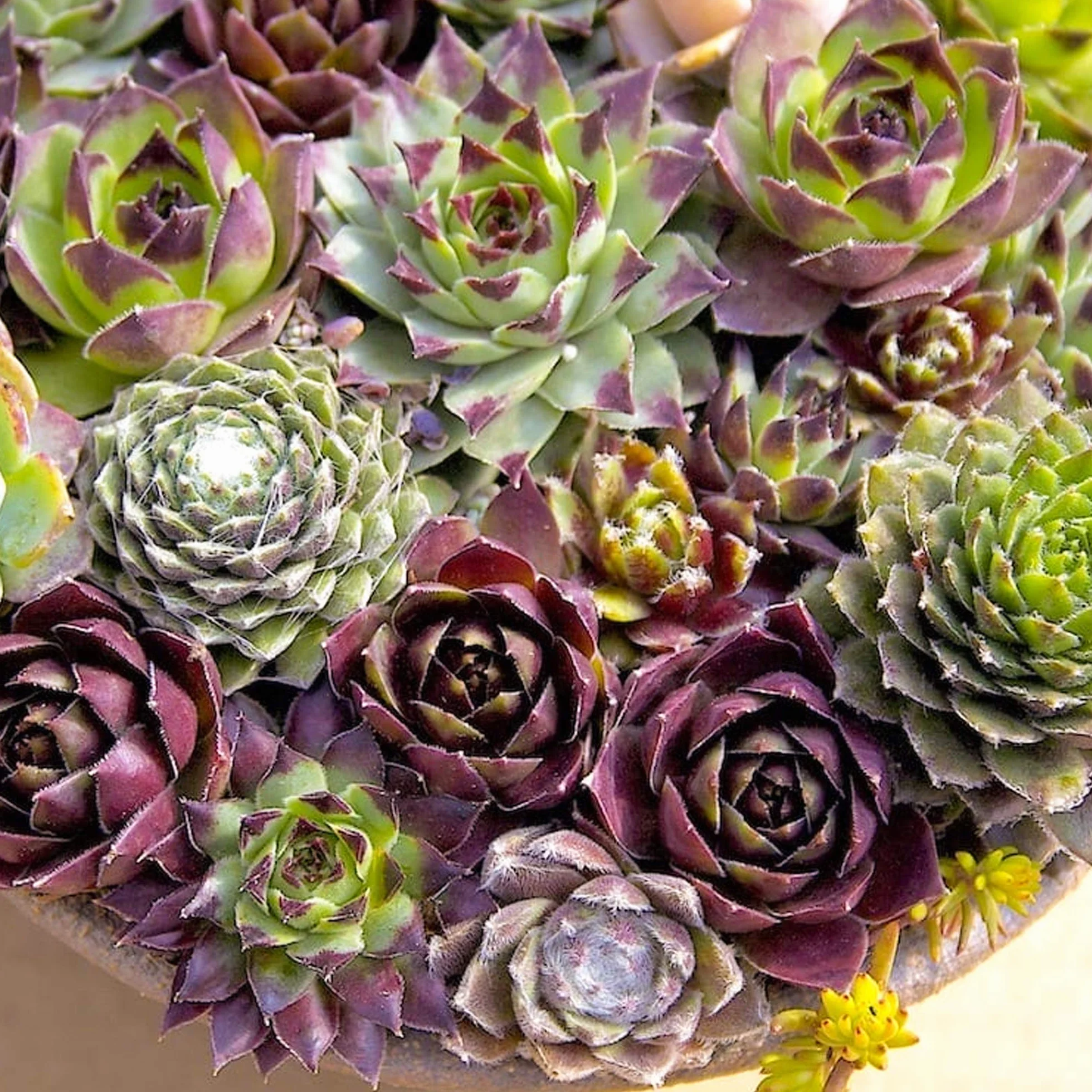 Sempervivum Mix GardenersDream - Lot de 10 Plantes Grasses - Succulentes Naturelles en Pot de 5-15 cm - Résistantes en Hiver - Plantes d'Intérieur et d'Extérieur - Décoration Intérieure Maison
