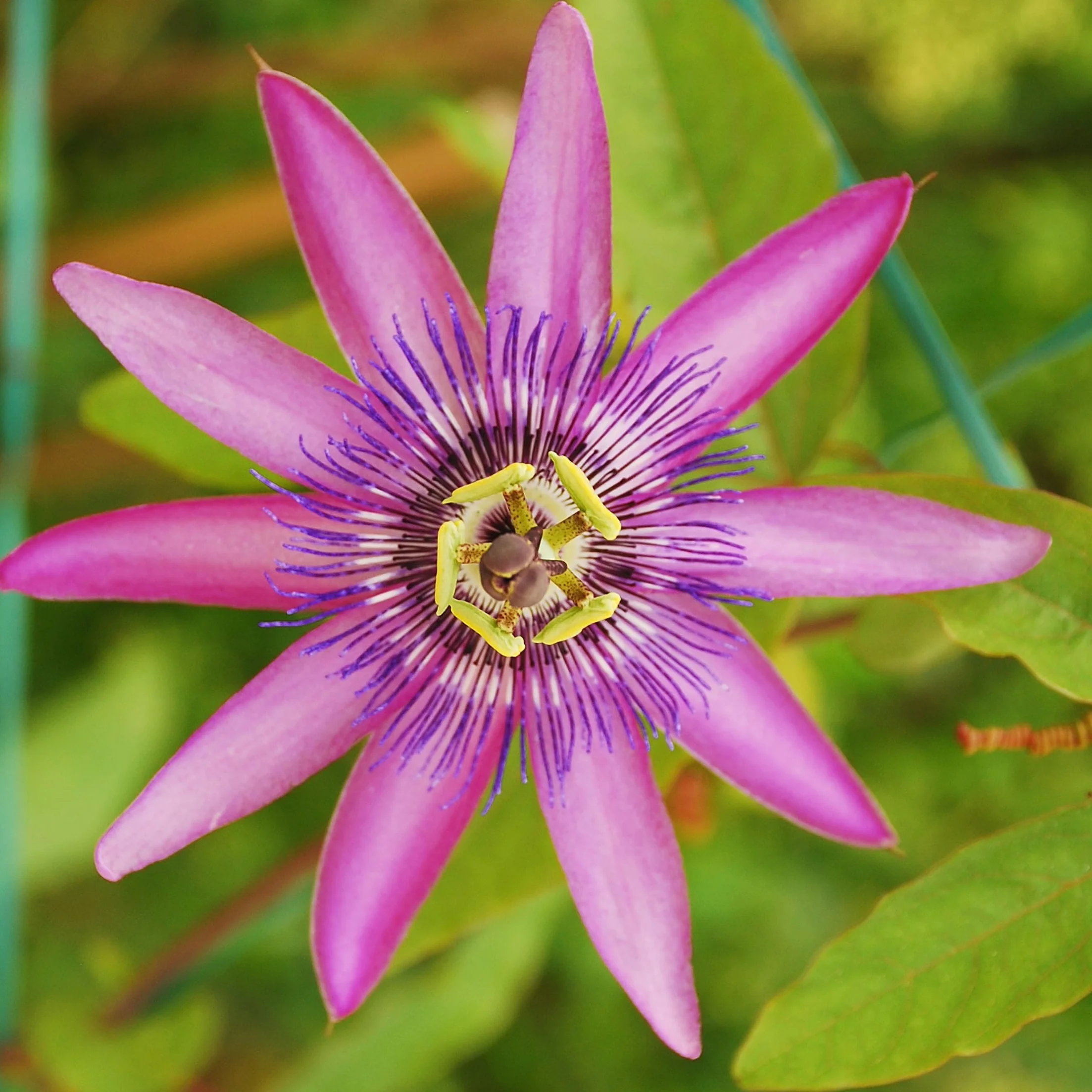 Plant in a Box - Passiflora hybridum - Mélange de 3 - Fruit de la passion - Plante grimpante - Pot 9cm - Hauteur 25-40cm