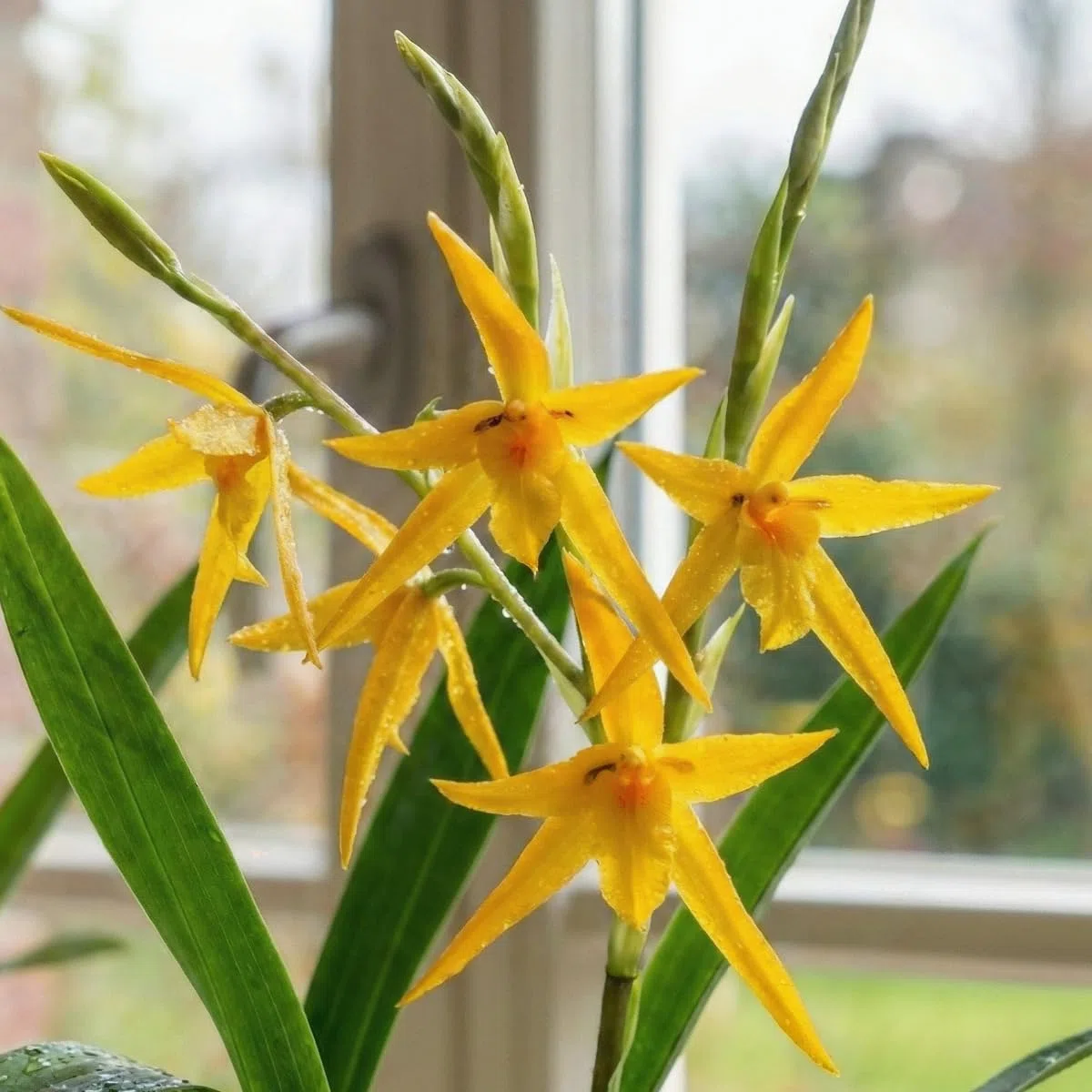 Orchidée Brassia Anita - 2 Plante Intérieur Naturelle - 30-40 cm - Avec fleurs et parfumées - Naturelle Plante de Hollande (pas de graines, non artificielle)