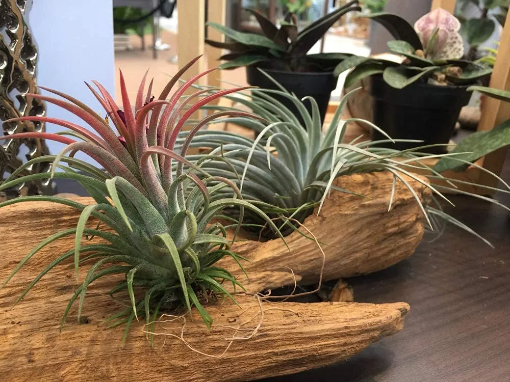 Bloomique - Lot de 10 - Tillandsia - Plantes aériennes - Dépolluantes - Très faciles d’entretien - 5-15 cm