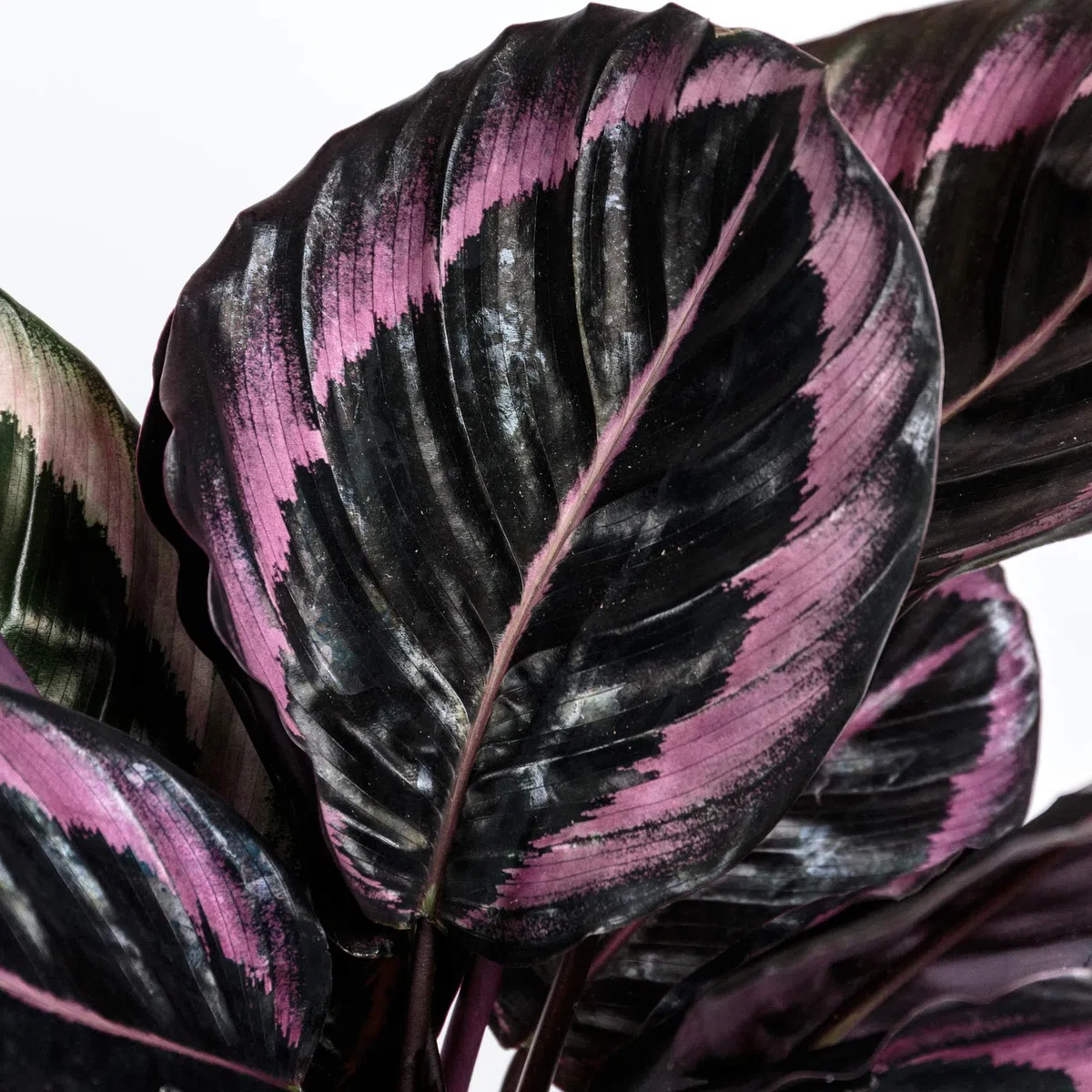 3 x Ensemble de Plantes d'Intérieur Amicales pour Animaux - Collection de Fougère de Boston, Peperomia Pastèque et Calathea Surprise Star - Mélange de Plantes d'Intérieur Amicales pour Animaux.