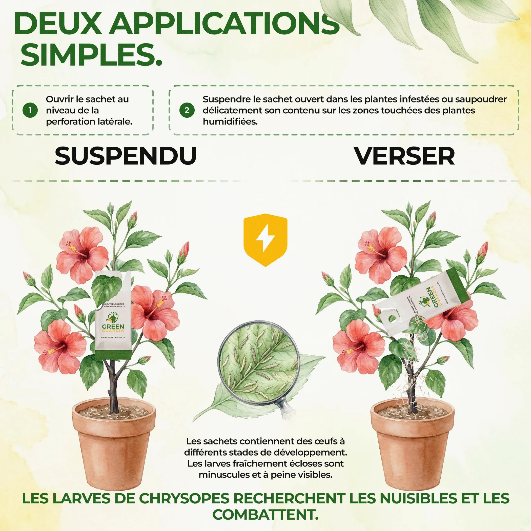 GREEN GUARDIA Power Œufs de larves de chrysopes contre les pucerons et les cochenilles farineuses – 1x sachet – Moyen biologique pour lutter efficacement contre les pucerons et les cochenilles