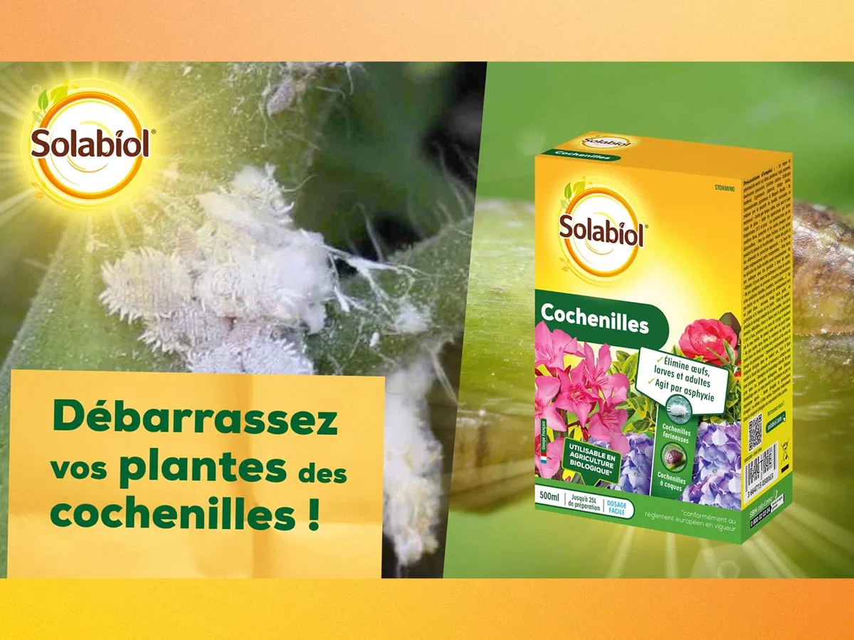 SOLABIOL Anti Cochenilles - 500ml - 25L De Solution - Élimine Oeufs Larves & Adultes - Effets Rapides En 24/48H - Utilisable En Agriculture Biologique SOCOC500