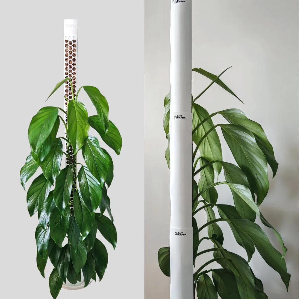 tuteur en sphaigne pour Monstera - Lot de 5 Tuteurs 39 x 6 cm Extensibles en Mousse de sphaigne - Idéal pour Monstera deliciosa et aroïdes - Supports en Mousse pour Plantes grimpantes