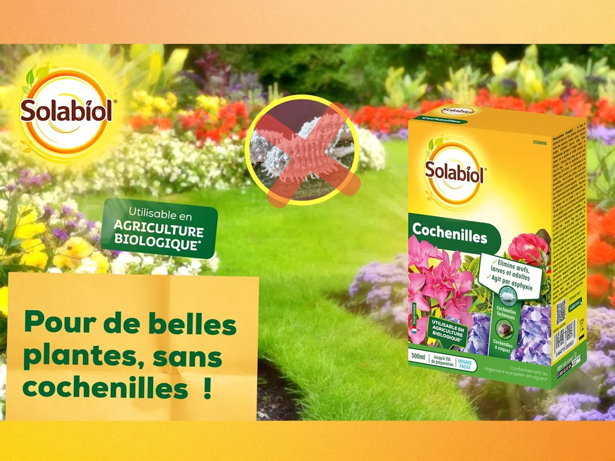 SOLABIOL Anti Cochenilles - 500ml - 25L De Solution - Élimine Oeufs Larves & Adultes - Effets Rapides En 24/48H - Utilisable En Agriculture Biologique SOCOC500