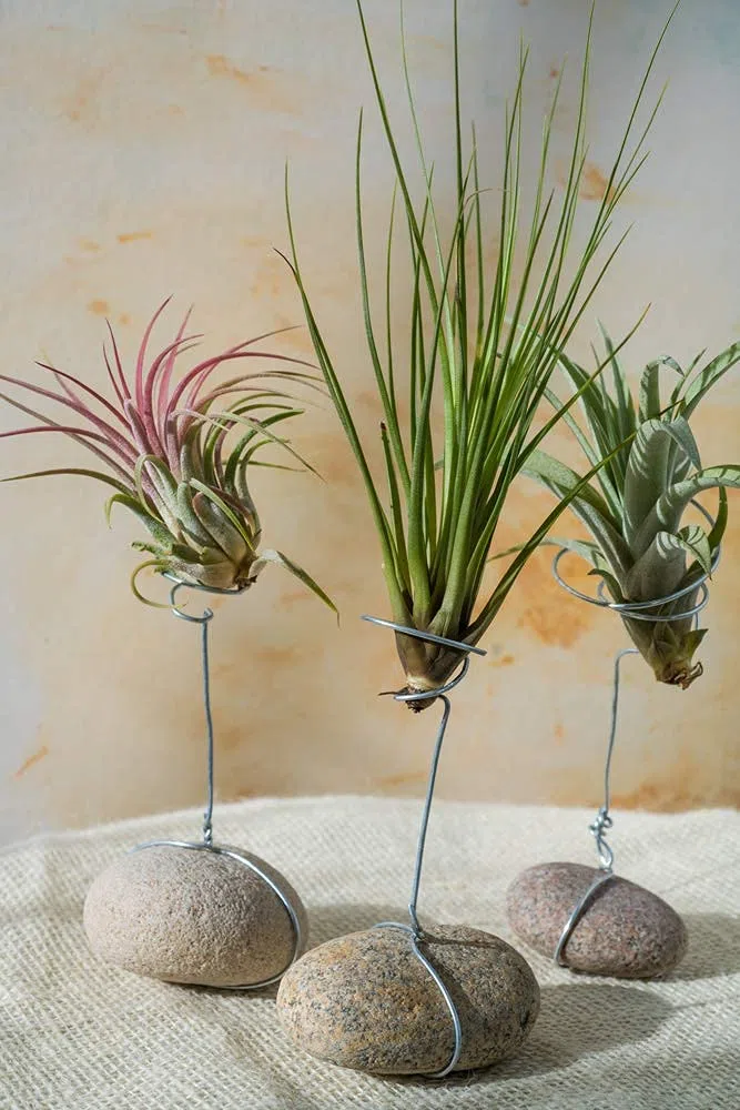 Bloomique - Lot de 10 - Tillandsia - Plantes aériennes - Dépolluantes - Très faciles d’entretien - 5-15 cm