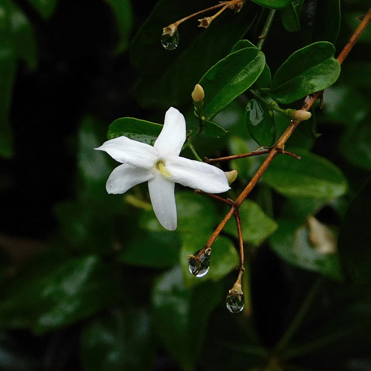 Plant in a Box - Jasminoides 'Officinale' - Set de 3 - Jasmin plante etoile grimpant - Fleurs blanc - Pot 9cm - Hauteur 25-40cm