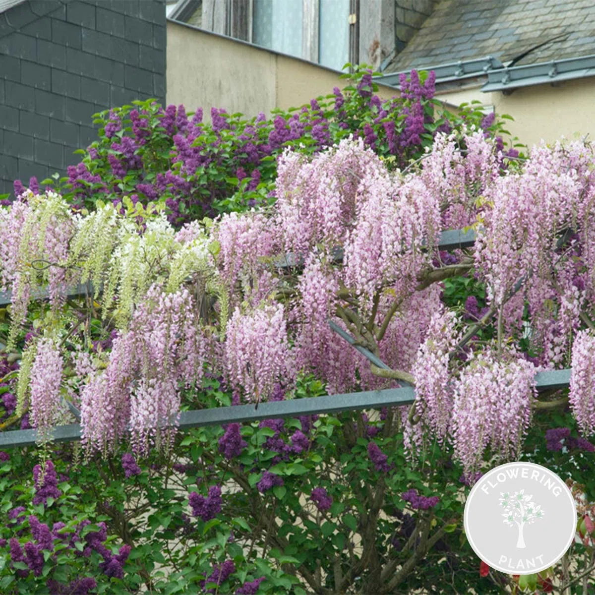 Bloomique - Wisteria floribunda 'Rosea' - Glycine rose - Plantes grimpantes - Plantes de jardin - Rustiques - Hauteur 50-70 cm - Pot 15 cm