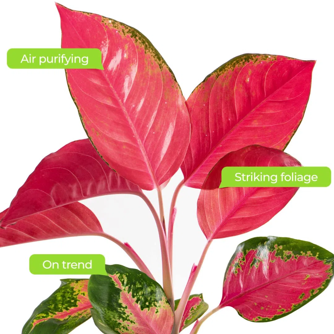 Aglaonema Red Zirkon Rare Plante d'Intérieur Dragon Feuillage Exotique Rose Vibrant