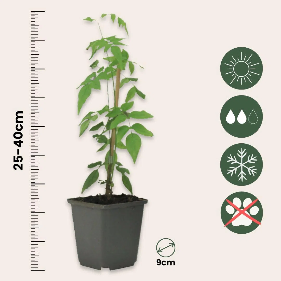 Plant in a Box - Jasminoides 'Officinale' - Set de 3 - Jasmin plante etoile grimpant - Fleurs blanc - Pot 9cm - Hauteur 25-40cm