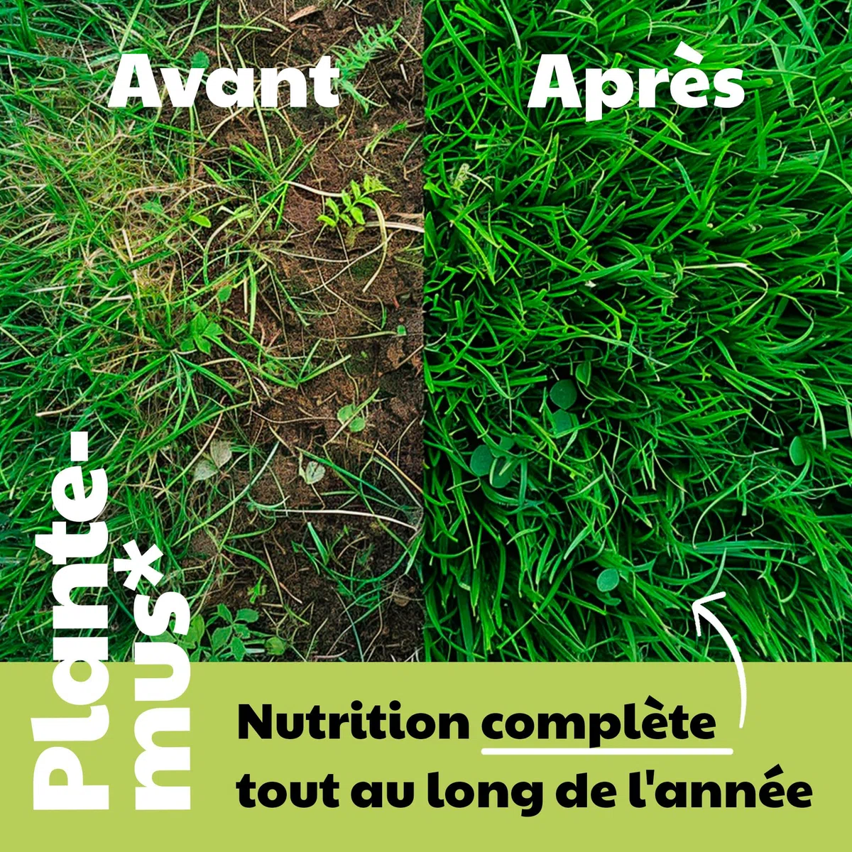 PLANTEMUS Engrais Gazon NPK (12-11-18) Automne/Hiver - Pelouse Vert, Dense et Durable, Fertilisant Granulé en Perles Ultrasolubles (5,5kg)