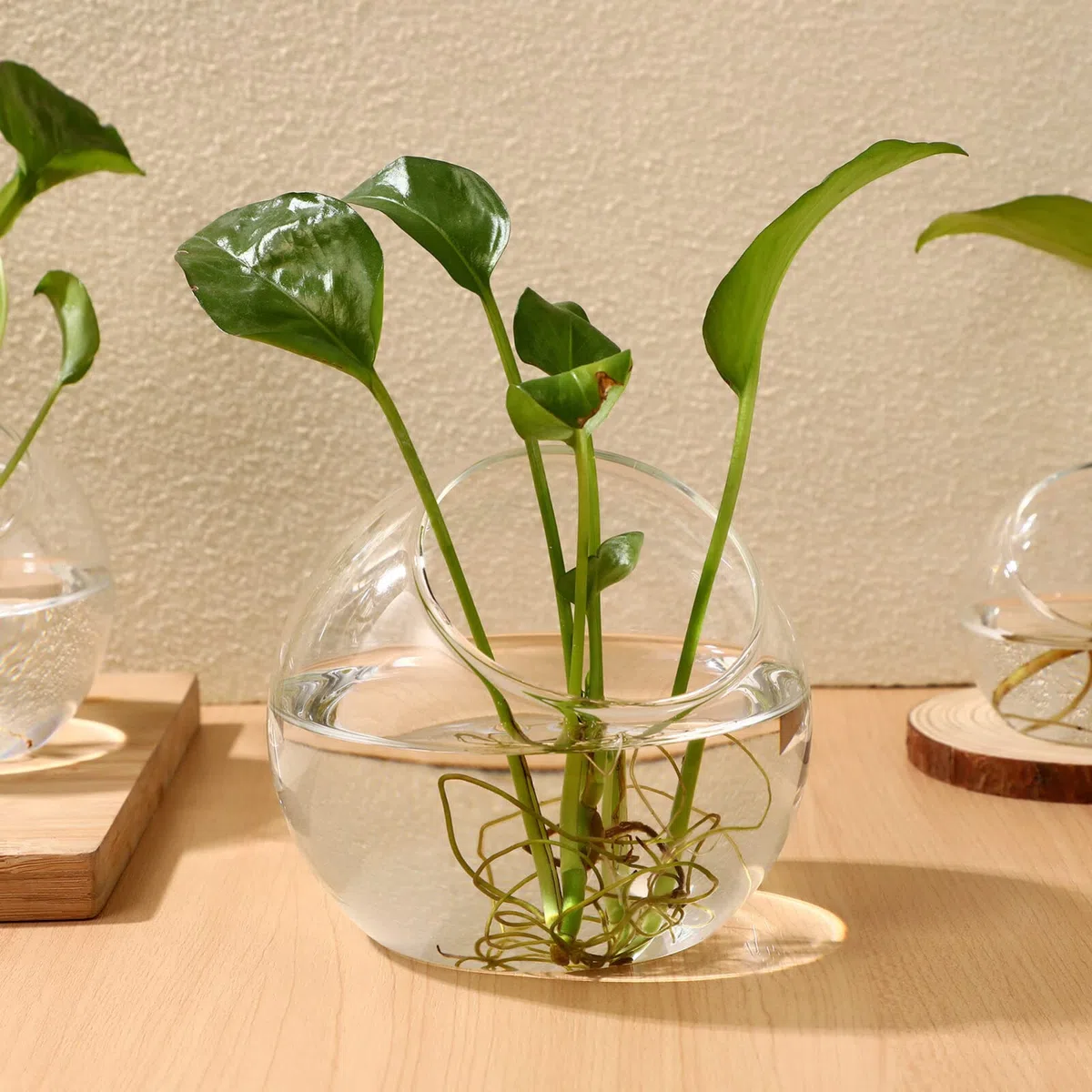 Toddmomy 3 Pcs Verre Clair Air Plante Terrarium Succulent Cactus Plante Vases Terrarium Pot Pot De Bonbons Récipient Floral Bol Incliné pour Fête De Mariage Événement Décor De Bureau À