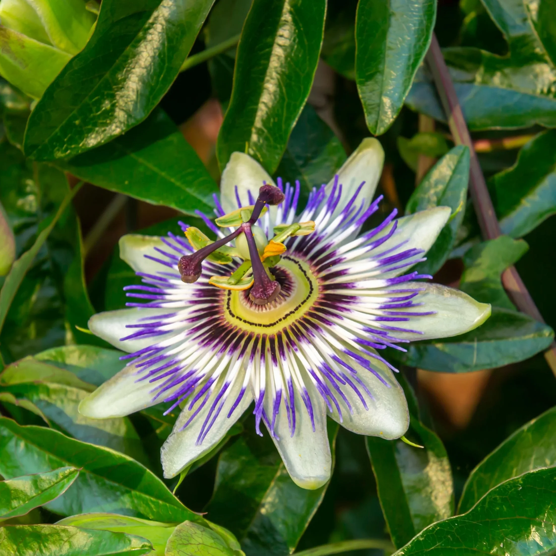 Plant in a Box - Passiflora hybridum - Mélange de 3 - Fruit de la passion - Plante grimpante - Pot 9cm - Hauteur 25-40cm