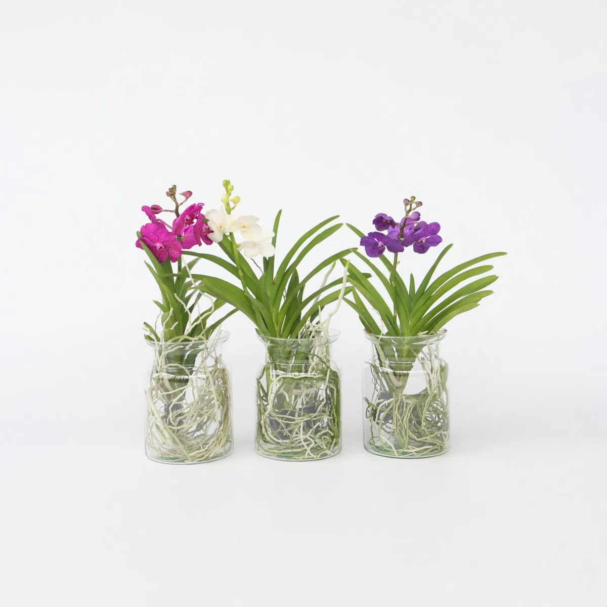 Plant in a Box - Vanda 'Bose' en vase - Orchidée - Cerise - Hauteur 45cm