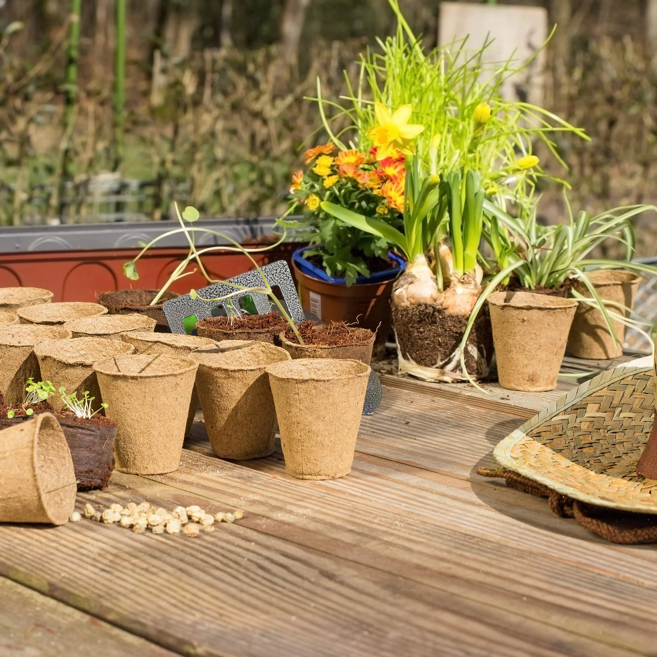 relaxdays Godets semis Lot de 120, Cellulose, H x D 7,5 x 8 cm, Pots de Jardinage Ronds, Petit, Nature