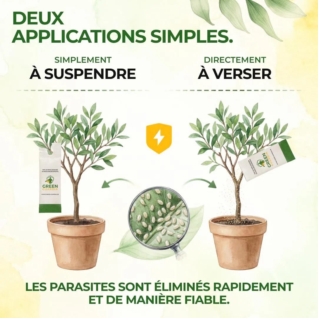 GREEN GUARDIA Power Raubmilben contre les Thrips – 25 Sachets d’Acarien Prédateur Biologique – Protection des Plantes d’Intérieur et Ornementales