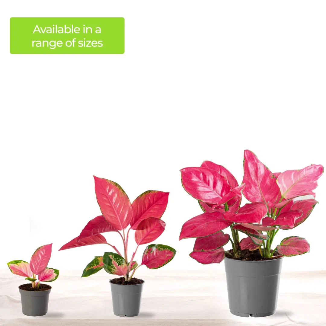Aglaonema Red Zirkon Rare Plante d'Intérieur Dragon Feuillage Exotique Rose Vibrant