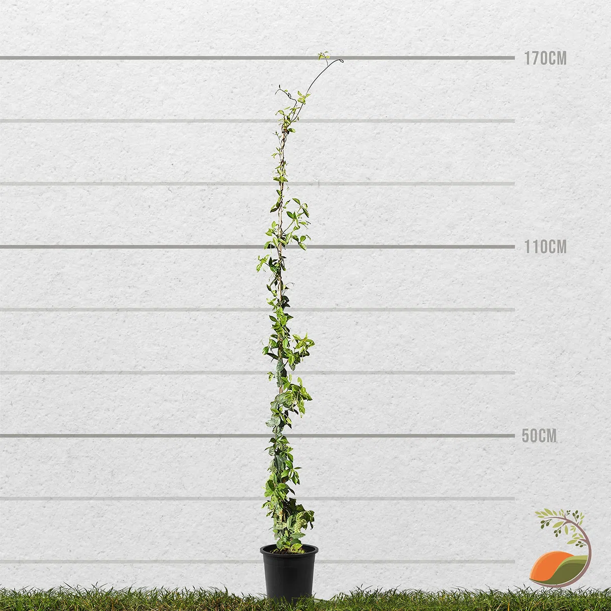 Trachelospermum Jasminoides - 170cm - Résistant au froid - Jasmin étoilé - Jasmin de Toscane -Blanc - A+| 1 pcs