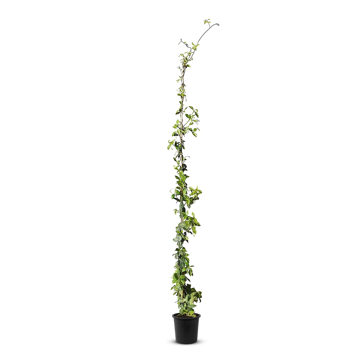 Trachelospermum Jasminoides - 170cm - Résistant au froid - Jasmin étoilé - Jasmin de Toscane -Blanc - A+| 1 pcs