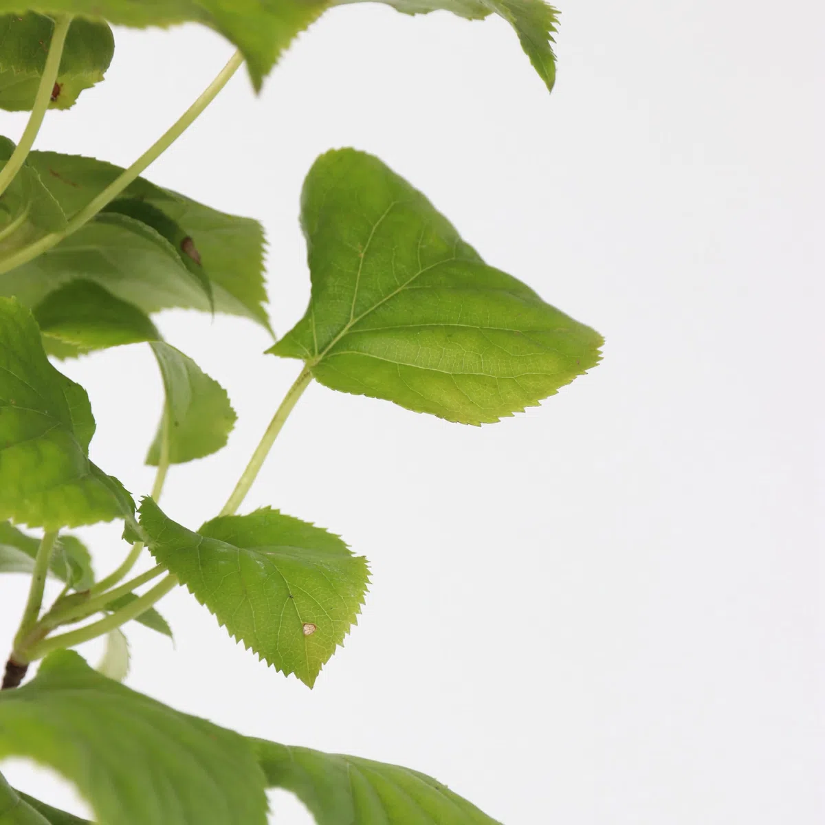 Plant in a Box - Hydrangea anomala Petiolaris - Lot de 2 - Hortensia grimpant - ⌀15cm - Hauteur 60-70cm