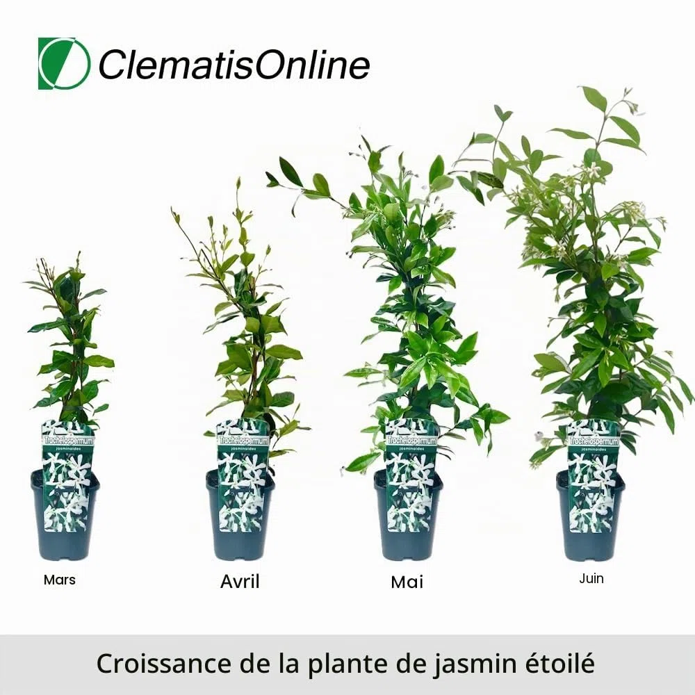 3 x jasmin étoilé - Jasmin Blanc de Toscane : Achetez 3, payez 2 ! | 3 x Plantes Grimpantes de Jasmin Étoilé pour haie fleurie de 1 mètre d'étirement - Fleurs blanches - à feuilles persistantes